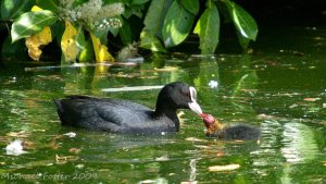 Coot Feeding Young