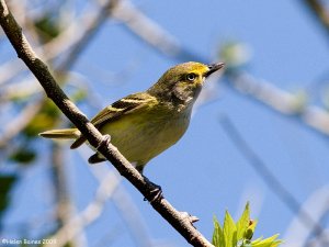 White-eyed Vireo