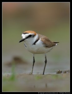 Kentish Plover