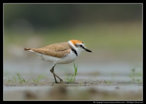 Kentish Plover