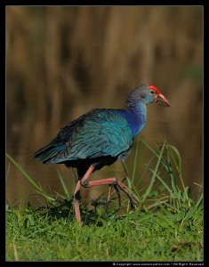 Purple Swamphen