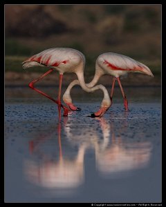 Greater Flamingo