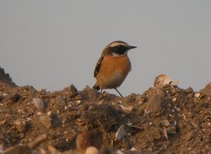 Whinchat at Marshside