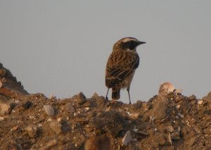 Whinchat at Marshside