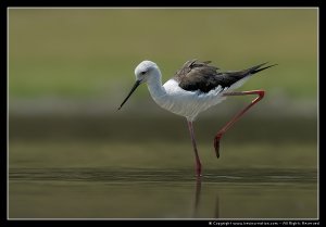 Black-winged Stilt (Himantopus_bimantopus)