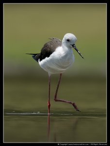 Black-winged Stilt (Himantopus_bimantopus)