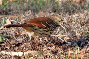 Brown Thrasher