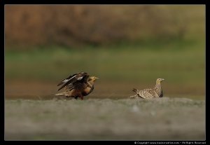 Chestnut-bellied Sandgrouse