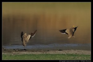 Chestnut-bellied Sandgrouse