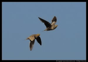 Chestnut-bellied Sandgrouse