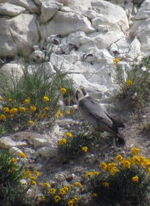 A Sussex Peregrine