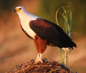 African Fish Eagle