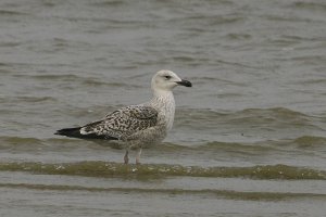 Stoic Gull