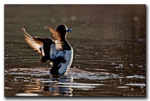 Tufted-Duck