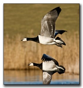 Barnacle-Goose