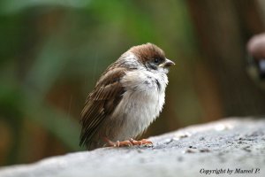 Little Tree Sparrow