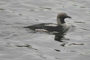 Black Throated Diver