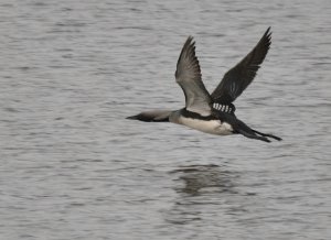 Black Throated Diver in Flight.