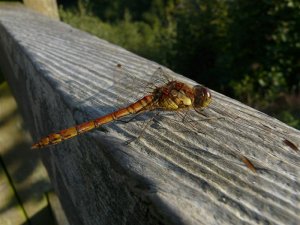 Common Darter