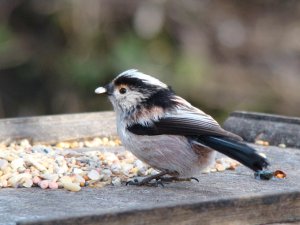 Long-tailed Tit