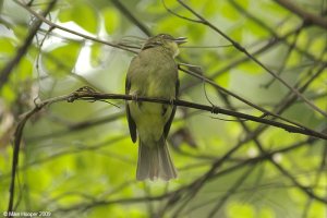 Finsch's Bulbul