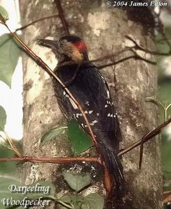 Darjeeling Woodpecker.."Opus"