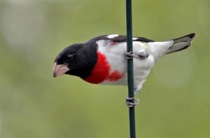 Rose-Breasted Grosbeak (male)