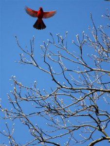 Cardinal - Ohio's State Bird