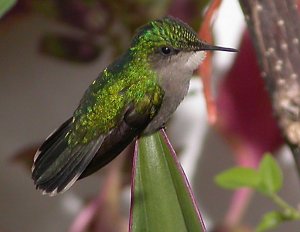 Antillean Crested Hummingbird