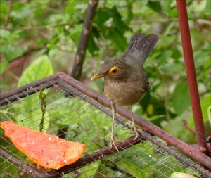 Bare-eyed Robin/Bare-eyed Thrush