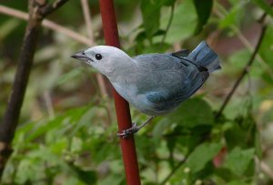 Blue-Gray Tanager