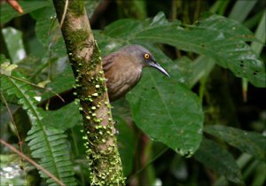 Brown Trembler