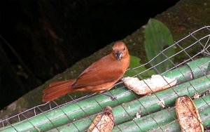 White-lined Tanager female