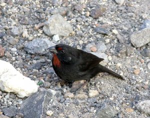 Lesser Antillean Bulfinch