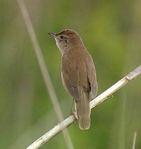 Savi's Warbler