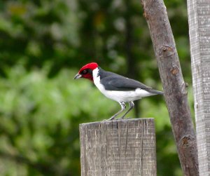 Red-capped Cardinal