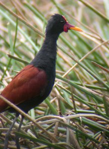 Wattled Jacana