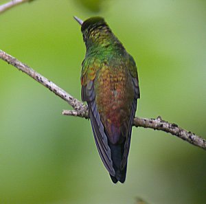 Copper-rumped Hummingbird