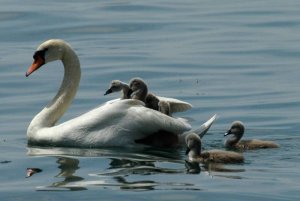 Swan with childrens