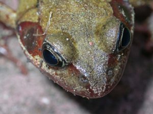 Frog (Rana temporaria) close up