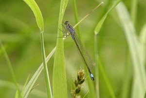 Blue-tailed Damselfly