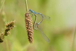 Common Blue Damselflies