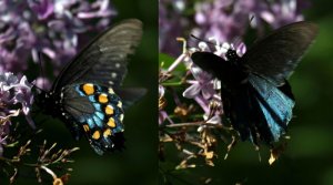 Pipevine Swallowtail ???