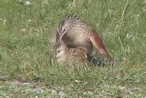 Corncrakes mating