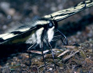 Tiger Swallowtail