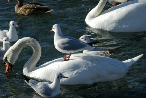 Gull taking a lift