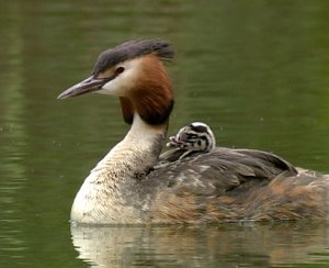 Great Crested Grebe