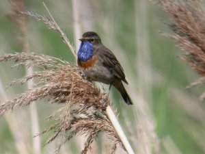 Bluethroat