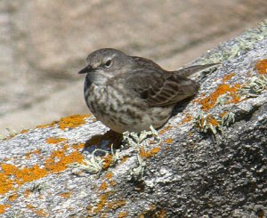 Rock Pipit