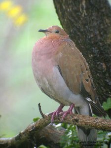 Zenaida Dove